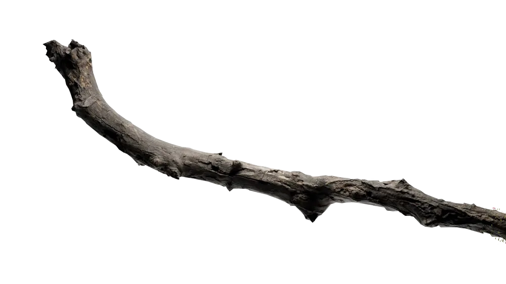 A branch in moss and bloom.